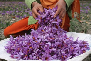 INDIA KASHMIR SAFFRON FLOWERS
