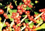 cafea-robusta1-300x206