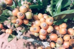 Fleurs et fruits de caféiers, Côte d'Ivoire
