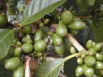 cafeaua-Maragogype